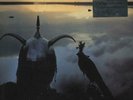 Roxy Music - Avalon - Simply Vinyl 180 Gram - Vinyl Record lp.. - F7900F