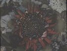 Protest The Hero Kezia - Red wit... vinyl LP  record CAN