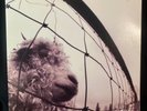 Pearl Jam - LP 1st US Pressing Z 53136