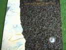 Harold Budd / Brian Eno With Daniel Lanois ‎- The Pearl - 12