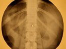 Danny and Juniors - At The Hop X-RAY OF USSR X-RAY BONES RECORD