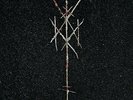 Wiegedood - There's Always Blood At The End Of The Road (NEW 2 VINYL LP)