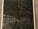Foxing - Dealer Sage Green Vinyl Limited Edition