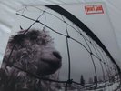 Pearl Jam Vs Gatefold Vinyl LP