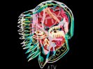 ALL THEM WITCHES-Nothing As The Ideal VINYL LP NEW