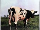 Pink Floyd Atom Heart Mother Vinyl Record Album MFSL 1-202 LE No 5845