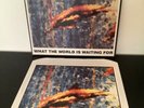 The Stone Roses What The World Is Waiting For 12” vinyl + Print - MINT condition