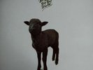 Skyhooks Rare