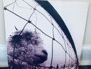 Pearl Jam Vs. - Original 1993 US Pressing Z 53136 - RARE Promo Issue. Near Mint