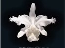 KINGS OF LEON LP x  2 Aha Shake Heartbreak CLEAR VINYL Limited Ed G.Fold SEALED