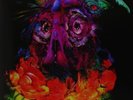 Quest For Fire Lights From Paradise (Vinyl) (US IMPORT)