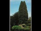 John Foxx - The Garden - Vinyl Record lp.. - J2510J