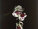 AFTERHOURS - AFTERHOURS FOLFIRI O FOLFOX DOPPIO VINILE LP