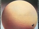 EGG - 