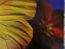 The Twinkle Brothers Praise Jah Vinyl LP. Original 1979. Mint.