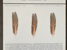 The Appleseed Cast  - Low Level Owl: Volumes I + II - Silver Vinyl  - Ltd /1000