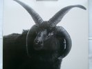 THE CULT - The Cult 2LP -  BBQLP 164	 1994  Black Ram / Sheep    TOP CONDITION