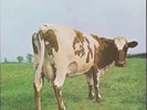Pink Floyd ‎- Atom Heart Mother (Vinyl LP - Gatefold - DE)