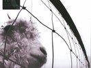 PEARL JAM - Vs. (2016) LP Vinyl