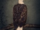 Clutch Book of Bad Decisions (UK IMPORT) Vinyl NEW