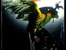 LP BUDGIE - in for the kill , UK, vg/vg-