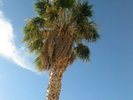ZZYZXRD singles sale