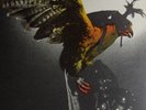 BUDGIE - IN FOR THE KILL - DE 74