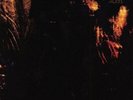 PARADISE LOST - GOTHIC NEW VINYL
