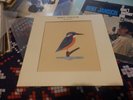 BERT JANSCH AVOCET SPECIAL EDITION + 6 CARDS