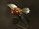 Young Sick Camellia (Vinyl) St. Paul & The Broken Bones