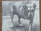 Alice in Chains Self Titled 1995 