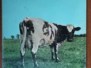 Pink Floyd – Atom Heart Mother [1975] Vinyl LP Electronic Symphonic Prog Rock