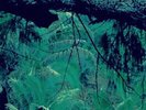 Odditties Sodomies Vol. 3 (LP) - Ariel Pink - Brand New LP - Fast Shipping  -