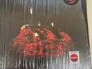 Conan Gray - Superache - LimitedEdition - Green Vinyl - Target Exclusive