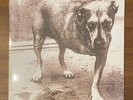 Alice In Chains Self-Titled 2xLP Colored Yellow Tripod, Three Legged Dog SEALED