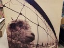 Vs. by Pearl Jam (Vinyl LP, Oct-1993, Epic)