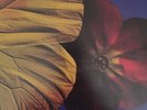 Twinkle Brothers - Praise Jah (LP, Album)