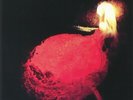 EUROSHIMA - Gala - Vinyl (LP)