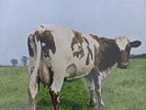 Pink Floyd - Atom Heart Mother. Vinyl LP record