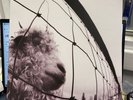 Vs. [Remastered] by Pearl Jam (Record, 2011)