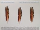 Appleseed Cast Low Level Owl: Volumes I + II  RARE USA 2006 VINYL 3LP NEAR MINT