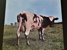 Pink Floyd - Atom Heart Mother - Harvest SKAO-382