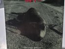 Pearl Jam: Who Killed Rudolph? (Sonic Reducer)-Rare Xmas Promo 45--1992 7