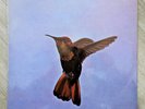 Paul Gonsalves Humming Bird Deram Original France Stereo EXC