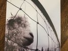 Pearl Jam-VS.-LP-Gatefold-Sealed