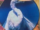 Faith No More A Small Victory, Rolling Stones, Pixies interview Picture discs