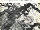 The Gap Mangione Trio – Diana In The Autumn Wind –  LP