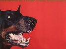 Handsome Furs - Face Control LP Vinyl Sub Pop 2009 USED VG+