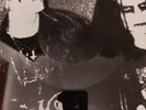 Armaggedon - Vinyl - Neu - Ungespielt - Goatmoon - Darkthrone - First Press