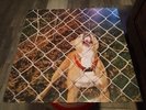 Pop Culture by Knocked Loose transparent red etched 